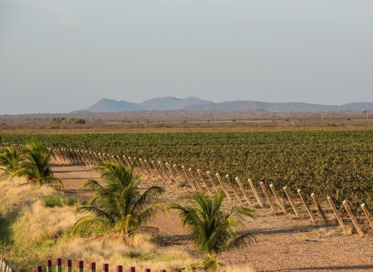 Vista aérea dos vinhedos do Vale do São Francisco